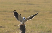 [原创]   我终于抓到了