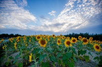 黄河岸边向日葵