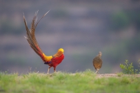 [原创]七夕走秀