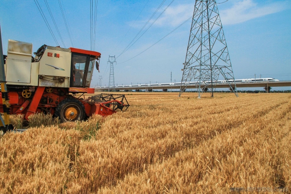 麦香一路千万里