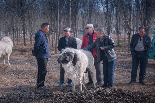 斗羊场外的交易