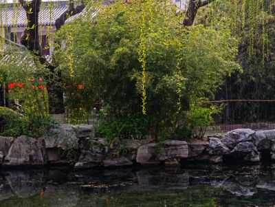 一丝垂柳吐绿芽5