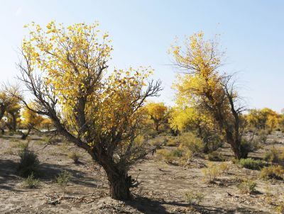北疆乌尔禾胡杨林（4）