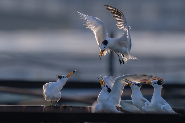 记录就是用来打破的：胶州湾中华凤头燕鸥单次记录128只！