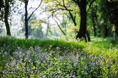 千年圣林二月兰花开