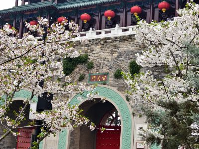 南京玄武湖踏青赏樱