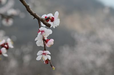 半坡杏花白，一山烟雨柔（4）