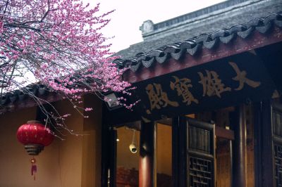 古寺红梅挂灯笼