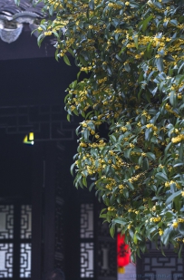 [原创]【桂花盛开处，正芬芳】