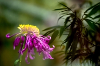 [原创]《竹影菊香》