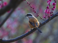[原创]  伯劳与红梅