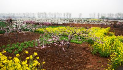 《花开的季节》