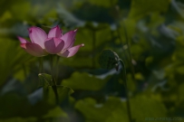 [原创]荷叶临风翠作裳