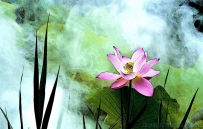 [原创]夏日荷塘