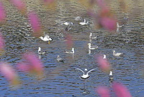 玉兰飘香鸥欢畅