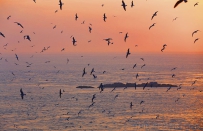 [原创]海鸥王国