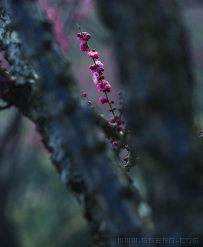 [原创]  雪却输梅一段香
