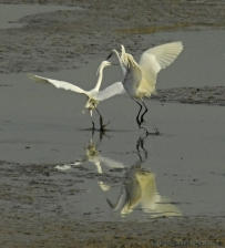 [原创]湿地探戈