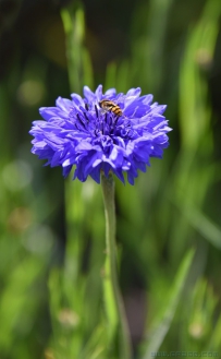 [原创]花儿与少年