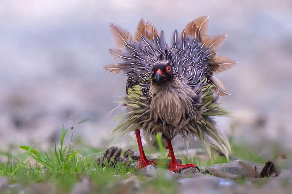 秦岭血雉“花”