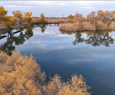 塔里木河畔的胡杨