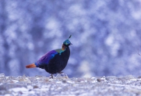 [原创]  高原九色鸟 —— 棕尾虹雉