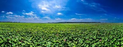 在那荷花盛开的地方