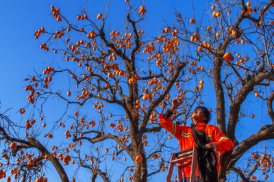 《柿子熟了》