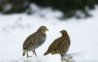 [转帖]你看着我干啥？