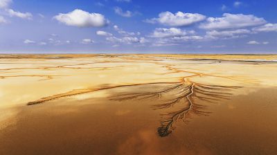 蓝天白云潮汐树