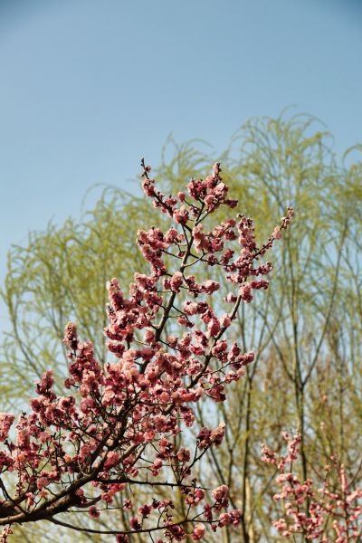 花红柳绿又一春（1）