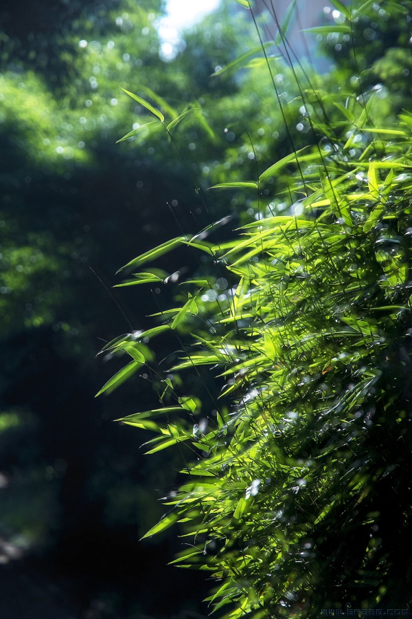 [原创]【光与影】1