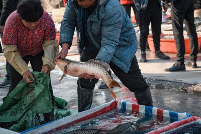微山湖大鲤鱼