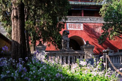 孔林二月兰迎来盛花期