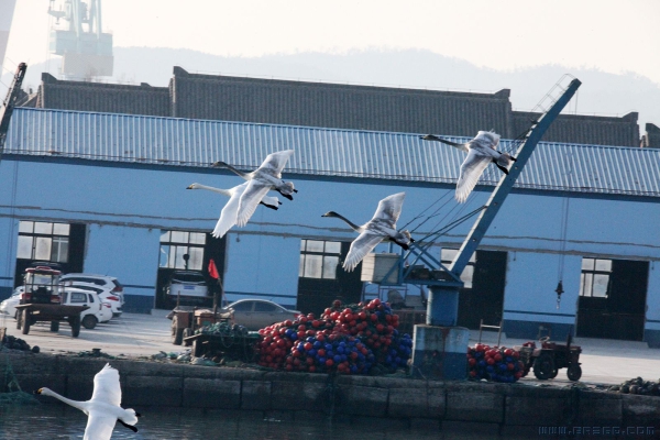 美女白天鹅來到天鹅湾（组照）