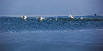 黄河沉沙池天鹅 3