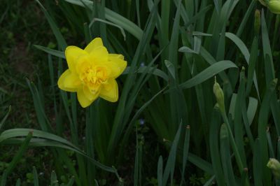 孤芳自赏、独自争艳