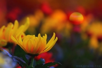 [原创]重阳赏菊花