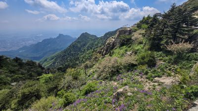 岱顶赏花观云海