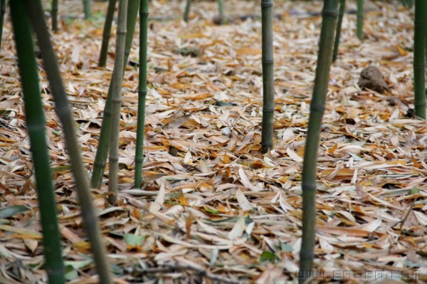 趵突泉万竹园落竹