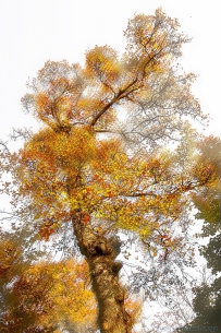 [原创]【老枫树景观】