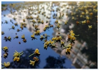 [原创]【秋意浓，桂花香】