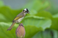 [原创]花尖上的鸟儿