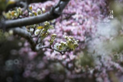 【清雅 .梨花】