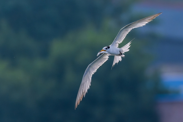 【视频】神话之鸟：中华风头燕鸥