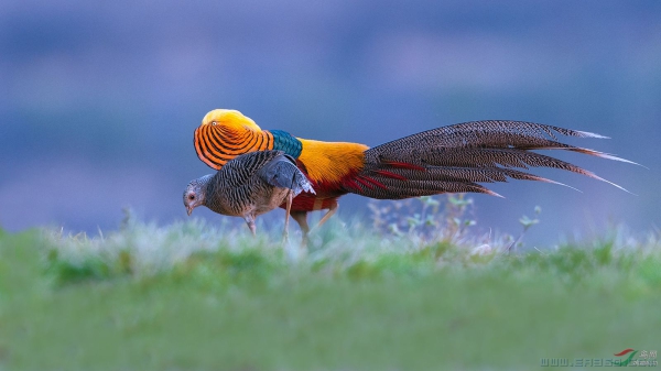 [原创]愿得一人心