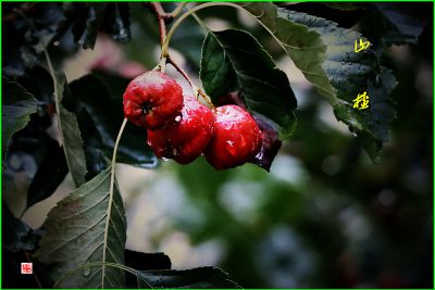山楂