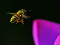 [原创]蜜蜂