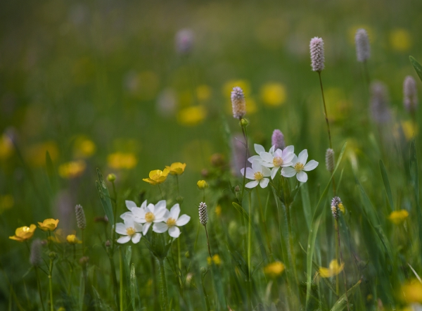 新疆伊犁天山腹地行摄之旅 —— 唐布拉草原百里画廊野花
