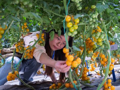 摘西红柿的小姑娘
